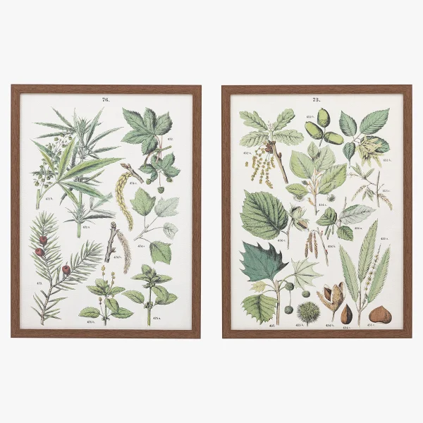 Botanic Sketch Framed Art Set of 2
